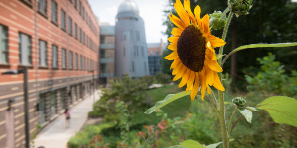 Sunflower with Research Hall